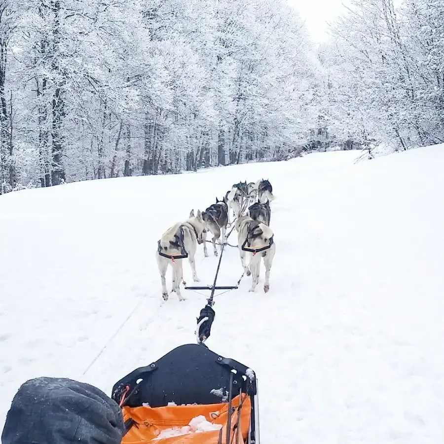 Huskies Escapade - Traineau à chiens dans les Pyrénées en hiver